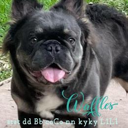 Waffles - French Bulldog