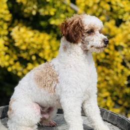 Albus - Poodle