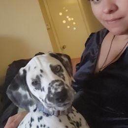 Dalmatian Puppies from America's Dalmatian Friends