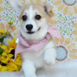 Tula - Red female Pembroke Welsh Corgi puppy in Oswego, Kansas from Wind Dial Farm