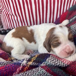 Dr Pepper - Orange and white male English Springer Spaniel puppy in Swainsboro, Georgia from Sweet Georgia Springers