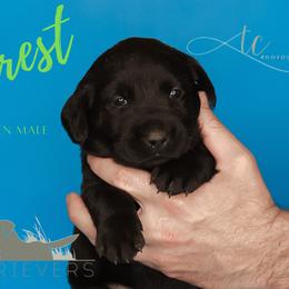 Labrador Retriever Puppies from AGL Retrievers