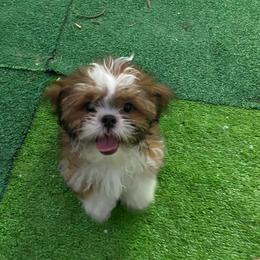 Purple boy 4 - Red and tan male Shih Tzu puppy in Zeigler, Illinois from Dandy Little  Shih Tzu, Shih Poo's and Toy Poodles