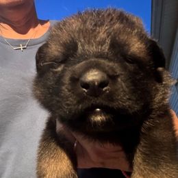 Girl 2 - Sable female German Shepherd puppy in Coats, North Carolina from T'S SHEPHERDS
