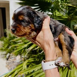 Bernedoodle Puppies from Palm Canyon Bernedoodles