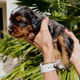 Bernedoodle Puppies from Palm Canyon Bernedoodles