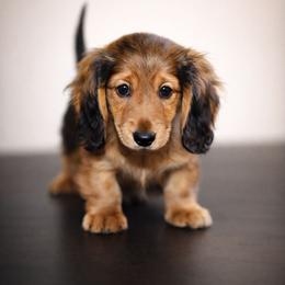 Sven-AKC Import Lines - Red male Dachshund puppy in Coweta, Oklahoma from Sunnyside Dachshunds