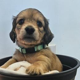 Shaded Cream Evryn - Cream male Dachshund puppy in Parkersburg, West Virginia from Bourbon Barrel Ridge Doxies
