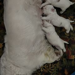 Clumber Spaniel Puppies from Briton Clumber Spaniels