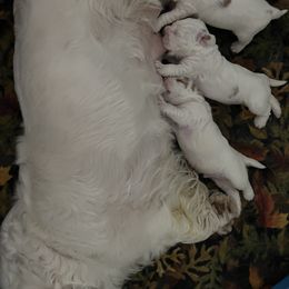 Clumber Spaniel Puppies from Briton Clumber Spaniels