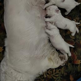 Clumber Spaniel Puppies from Briton Clumber Spaniels