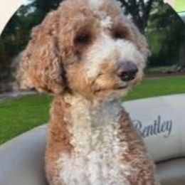 Neela - Goldendoodle