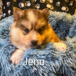 Jenu - Tri-color male Pomsky puppy in Blackfoot, Idaho from Snake River Pomskys