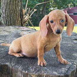 Eve - Dapple female Dachshund puppy in Industry, Illinois from KDKs Kennels