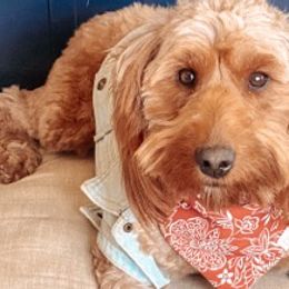 Cavapoos and Goldendoodles from The Fairy Paw Mother