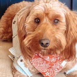 Cavapoos and Goldendoodles from The Fairy Paw Mother