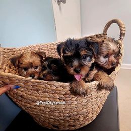 Yorkshire Terrier Puppies from Port City Yorkies LLC
