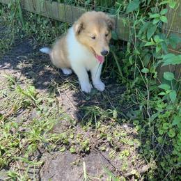 Rebecca - Sable merle and white female Collie puppy in Yulee, Florida from Three Collie Farm