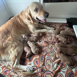 Purple - Golden female Golden Retriever puppy in Bonanza, Oregon from Gold 'N Dust Ranch