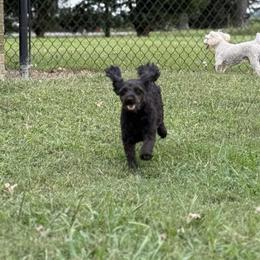 Middie - Poodle
