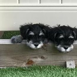 Miniature Schnauzer Puppies from Bachi's Miniature Schnauzers