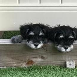 Miniature Schnauzer Puppies from Bachi's Miniature Schnauzers