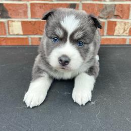 Mario - Blue male Pomsky puppy in Henderson, Kentucky from Paris Pomskies