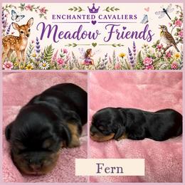 Fern - Black and tan female Cavalier King Charles Spaniel puppy in Auburn, Washington from Enchanted Cavaliers