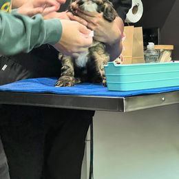 Cocker Spaniel Puppies from Mable meadows Cockers