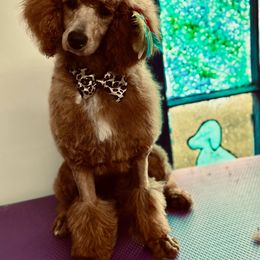 Opie - Poodle