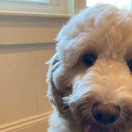 Bailey - Australian Labradoodle