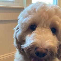 Bailey - Australian Labradoodle