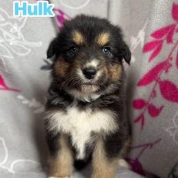 Hulk - Black tri-color male Australian Shepherd puppy in Rapid River, Michigan from Echolight Australian Shepherds