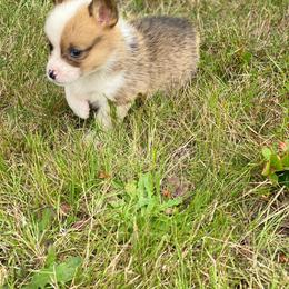 Kodiak - Sable male Pembroke Welsh Corgi puppy in Aberdeen, Washington from Coastal country Farms