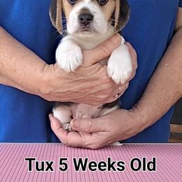 Tux - Beagle puppy from Beam's Beagles
