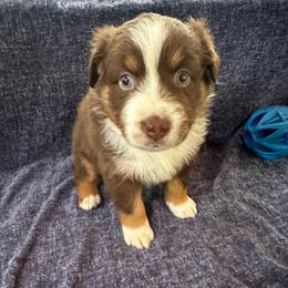 Kit Kat - RTF - Red tri-color female Australian Shepherd puppy in Duluth, Minnesota from Frozen Nort Aussies
