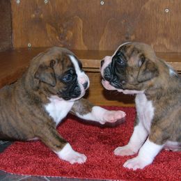 Boxer Puppies from DC Boxers