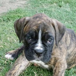 Boxers from Reed Boxers on Da Bayou