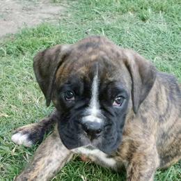 Boxers from Reed Boxers on Da Bayou