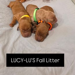 Pumkin-Orange boy - Dark golden male Golden Retriever puppy in Lebanon, Oregon from SnowPeakPaws