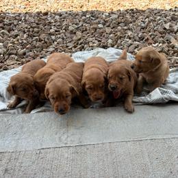 Boy 6 - Dark golden male Golden Retriever puppy in Marshfield, Missouri from Hilltop Kennel LLC