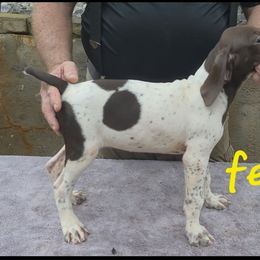 Girl 3 - White and liver female German Shorthaired Pointer puppy in Dahlonega, Georgia from Pointer Mountain Bird Dogs