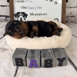 Girl 1 - Black and mahogany female Rottweiler puppy in Crivitz, Wisconsin from Khaotic Rottweilers