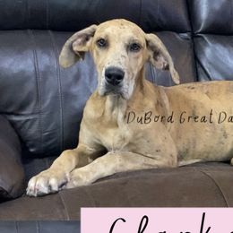 Clarke - Merle Great Dane puppy in Brandon Township, Michigan from DuBord Great Danes