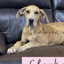 Clarke - Merle Great Dane puppy in Brandon Township, Michigan from DuBord Great Danes