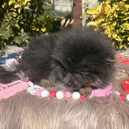 Hazel - Blue and tan female Pomeranian puppy in Sandia, Texas from Broken Arrow Poms
