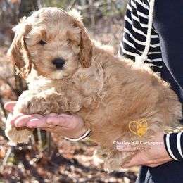 Cockapoo Puppies from Chesley Hill Cockapoos