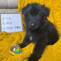 Isla - Black female German Shepherd puppy in Mc Minnville, Tennessee from Hobbs Family Shepherds