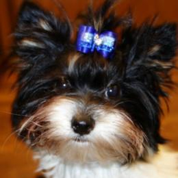 Scout - Biewer Terrier