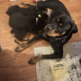 Rottweiler Puppies from BNB Rotts